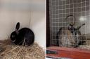 The RSPCA is caring for two rabbits which were found under a bramble bush in Manton Road, Peterborough.