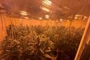 One of the cannabis factories that police shut down.