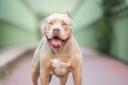 XL Bully dogs were banned in the UK after a string of dog attacks involving the breed