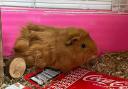 The RSPCA is caring for two guinea pigs which were found abandoned in their cage in Peterborough.