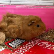 The RSPCA is caring for two guinea pigs which were found abandoned in their cage in Peterborough.