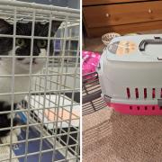 Pi was left in a cat carrier in a resident’s garden in Peterborough.