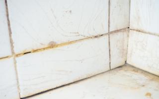 With this in mind, Louise Hobson, spokesperson at United Silicones, has provided tips on how to remove this fungus from your shower.
